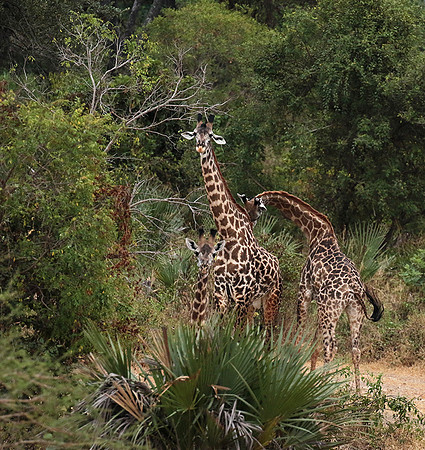 Selous