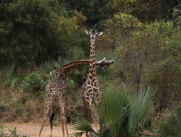 Selous