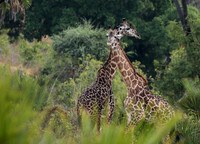 Selous