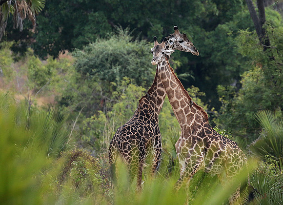 Selous
