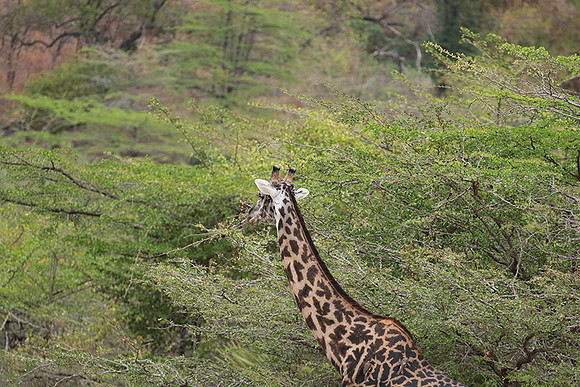 Selous