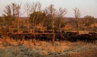 Matetsi private game reserve