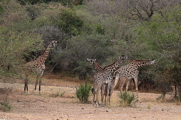 Selous