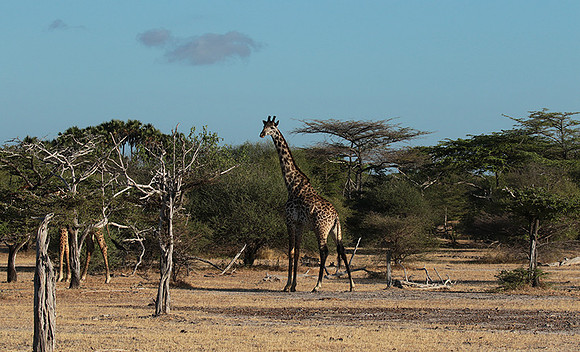 Selous