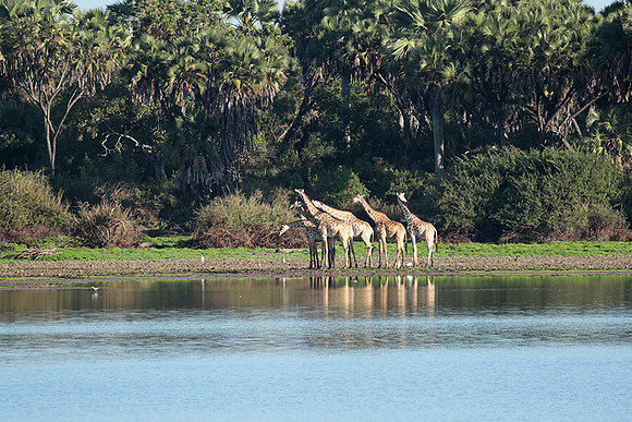 Selous