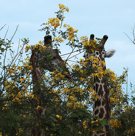 Selous