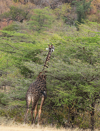 Selous
