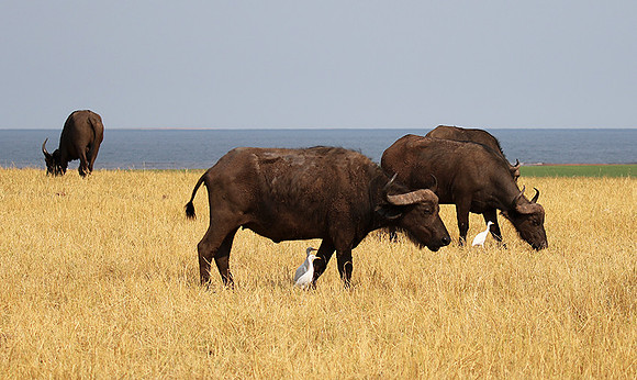 Matusadona National Park
