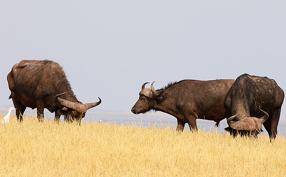 Matusadona National Park
