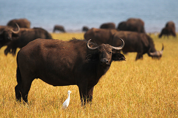 Matusadona National Park