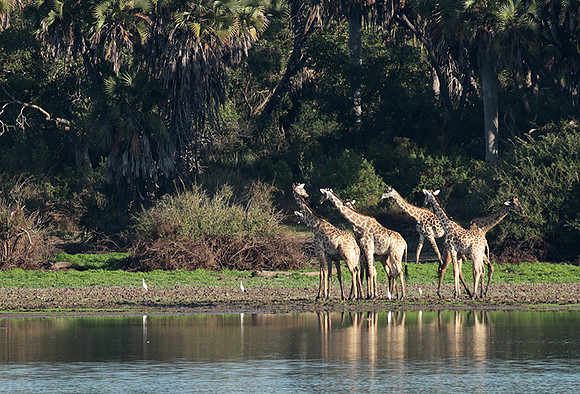 Selous