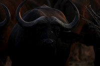 Matetsi private game reserve