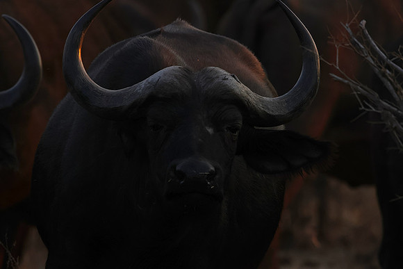 Matetsi private game reserve