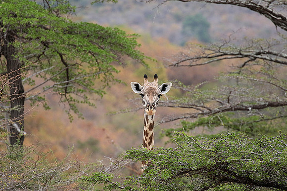 Selous
