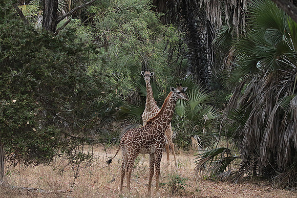 Selous