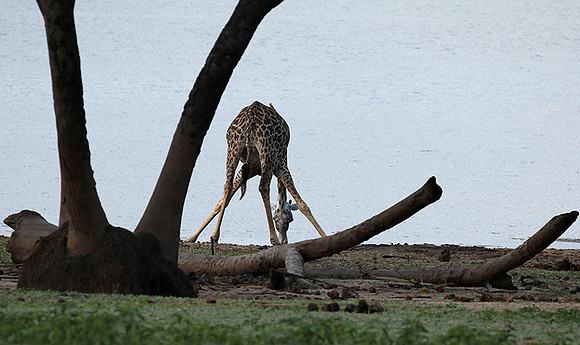 Selous