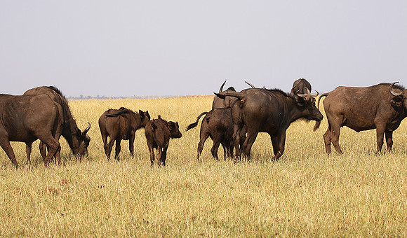 Matusadona National Park