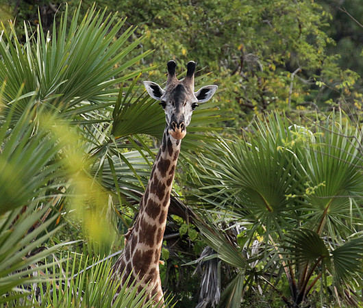 Selous
