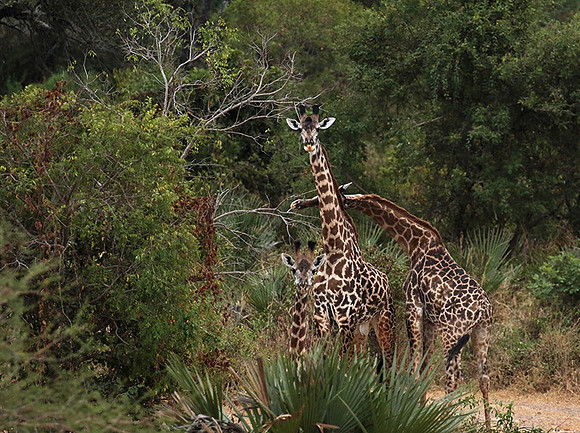 Selous