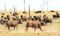 Matusadona NP