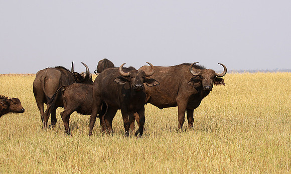 Matusadona National Park
