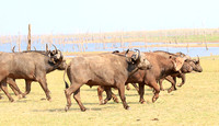 Matusadona NP