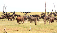 Matusadona NP