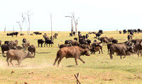Matusadona NP