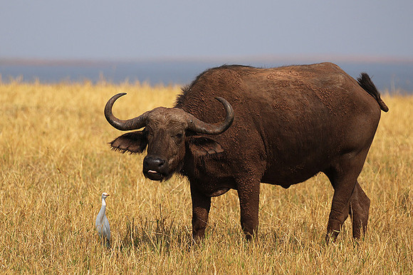 Matusadona National Park