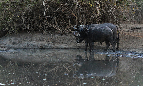 Mana Pools NP