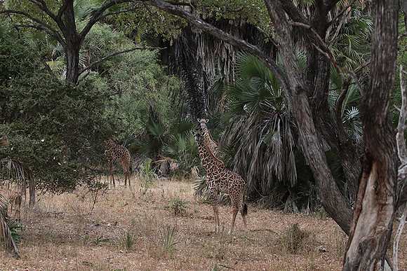 Selous