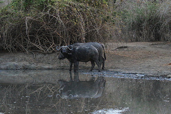 Mana Pools NP