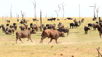 Matusadona NP