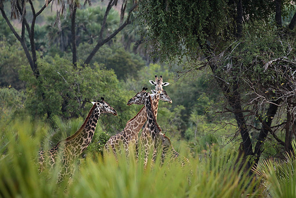Selous