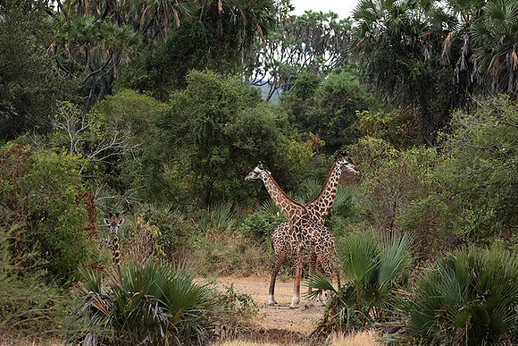 Selous
