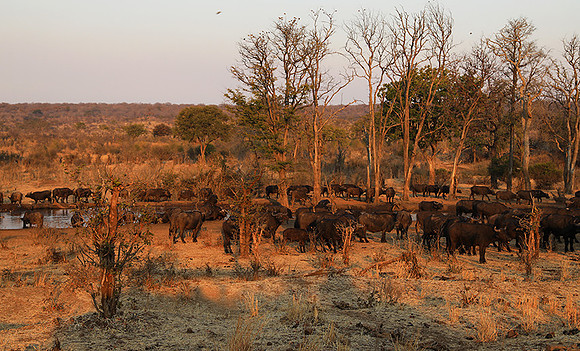 Matetsi private game reserve
