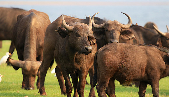 Matusadona National Park