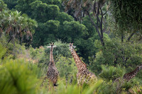 Selous
