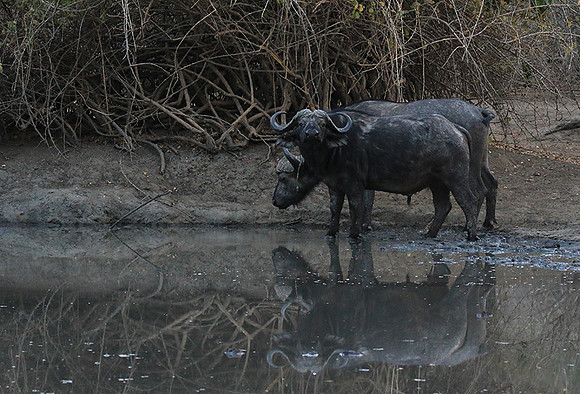 Mana Pools NP