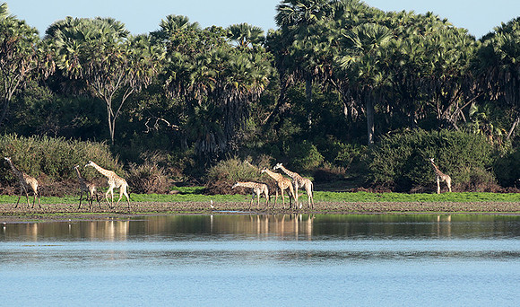 Selous