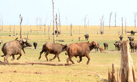 Matusadona NP