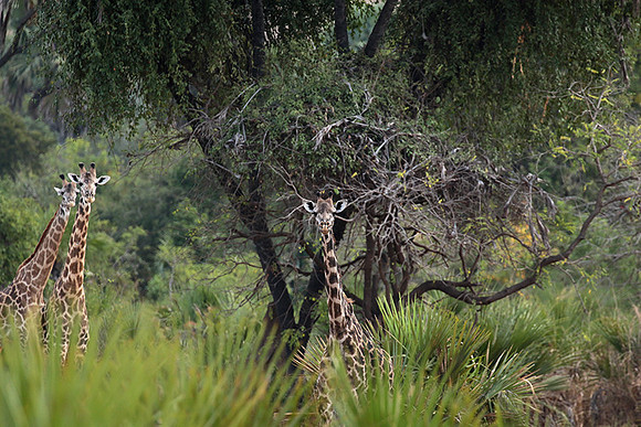 Selous