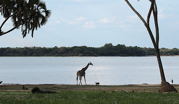Selous
