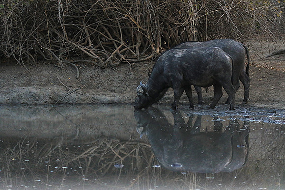 Mana Pools NP