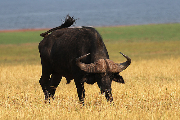 Matusadona National Park