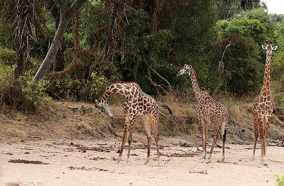 Selous