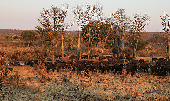 Matetsi private game reserve