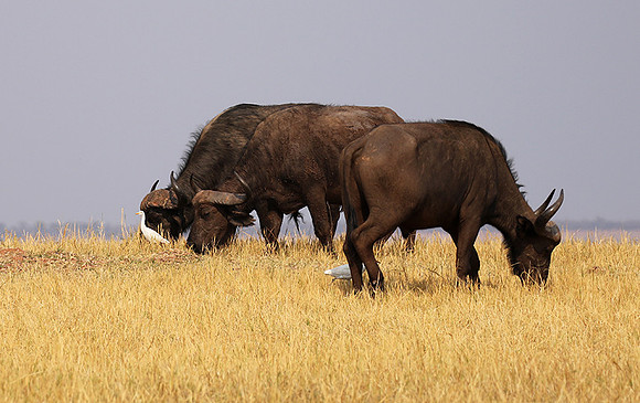 Matusadona National Park