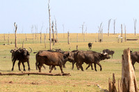 Matusadona NP