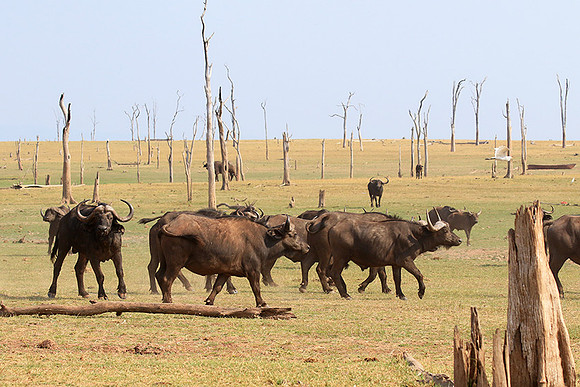 Matusadona NP